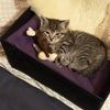 squishyty
